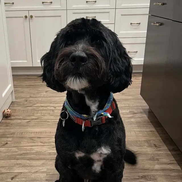 Curly black dog with white paws sitting on the kitchen floor